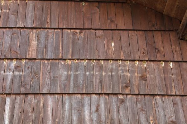 Cost of Woodpecker Hole Filling in Park City