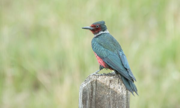 Cost of Woodpecker Hole Patching in Park City