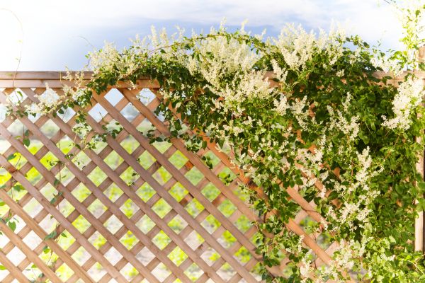 Cost of Lattice Repair in Park City