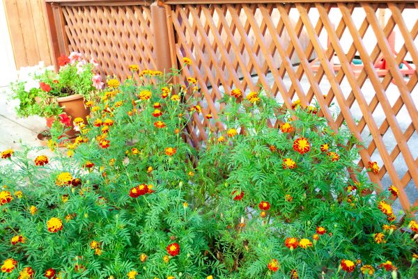 Cost of Decorative Lattice Mounting in Park City