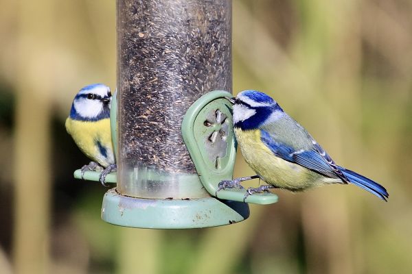 Bird Feeder Mounting Service in Park City
